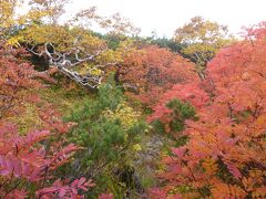 「伊勢滝」への道があったので、紅葉が綺麗ですが藪がひどい道を少し歩いてみましたが、下から登ってきた人の話では、滝から1時間半程度かかったとのことで、引き返しました。