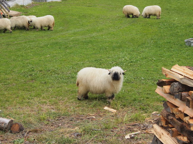 顔が黒くて可愛い〜。<br />こっち向いてる〜〜。多分（笑）。だって、目がどこにあるかわかんないんだもん。<br />