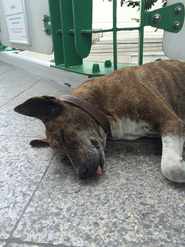 いつもの犬。<br /><br />ベロ出てるよ。<br />