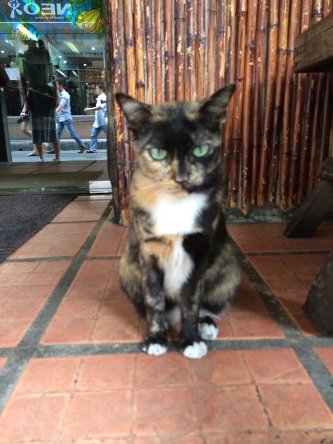 ニシムラ猫、名前は「ライちゃん」<br /><br />マグロの赤身しか食べません。。。<br />