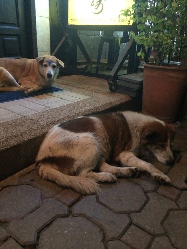 そのまま和式スナックへ・・・<br /><br />眉毛犬は健在です。。。