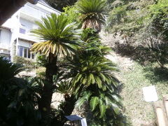 このソテツが有名なソテツです

天然記念物にもなっている　常神のソテツ