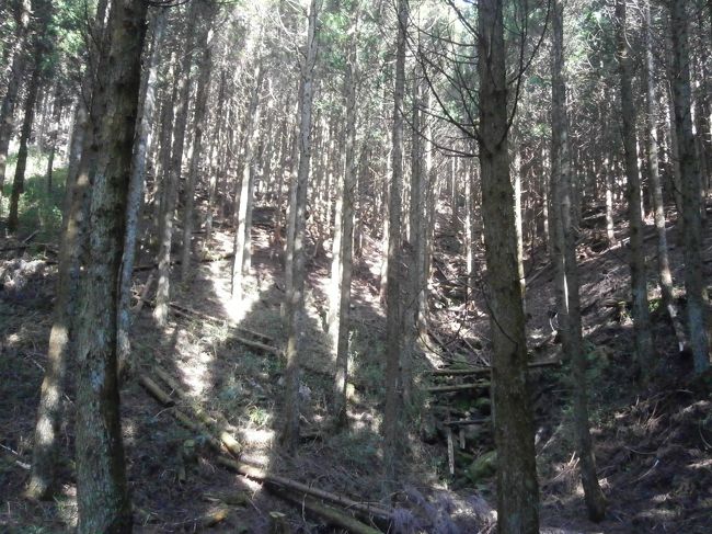 暫くは植林地内