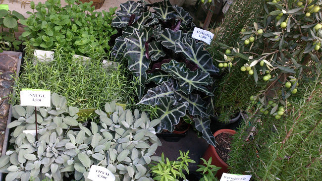 お花屋さんの店先にあったグリーン<br />綺麗だったから撮っちゃった。<br />さあホテルに戻って衣装替えしなきゃあと<br />メトロに乗ってみたら、突然「降りてください」と駅員さんに言われて<br />全員降車、訳がわからず、ホテルに戻れないよ〜〜これはタクシーしかないかなあと思っていたのですが。しばらく待っていると動くとのこと。<br />乗ってみてまたまたびっくり、路線を間違えた！<br />も〜〜駄目かと思ったのですが、遠回りでもなんとかオペラに到着。<br />間に合いました。