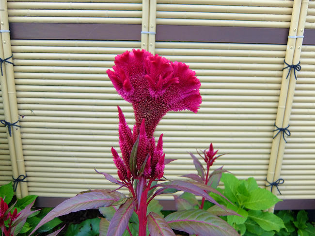 途中、、お土産やさんへ　御馴染みのかまぼこやさん<br /><br />　　道端に咲く　鶏頭