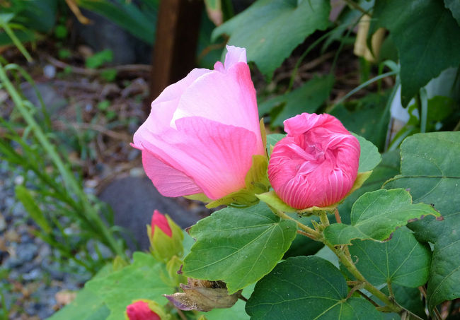 ほっとする　きれいな花達に<br /><br />　こころ休まる気持です。