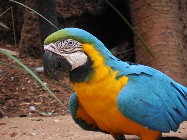 南米３大ハイライトその6 予定外の野鳥公園 ブラジル側イグアスの滝トレッキングからリマへ移動 イグアスの滝周辺 ブラジル の旅行記 ブログ By Xyz さん フォートラベル