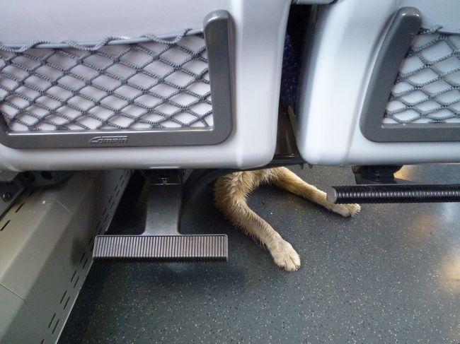 なにやら毛むくじゃらが見えると思ったら