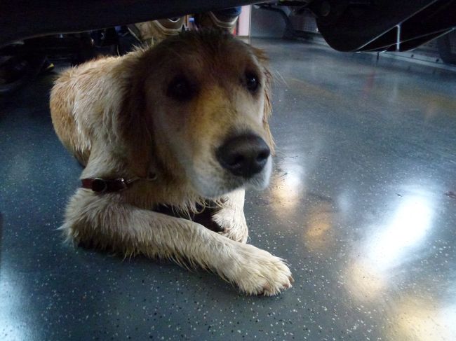 お行儀のいいワンコでした