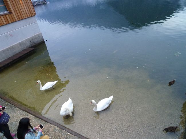 白鳥やカモが泳いでたよ。
