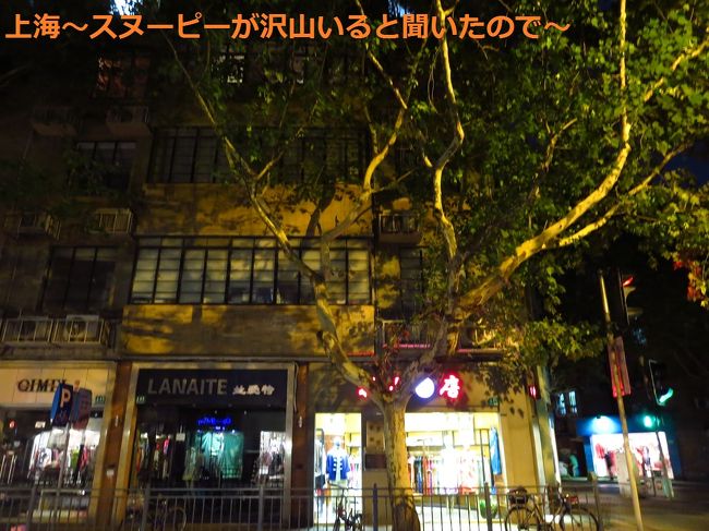 茂名南路。プラタナスの木が存在感たっぷり。