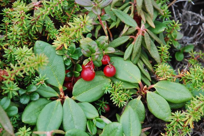 最高北海道 赤い 実 最高の花の画像