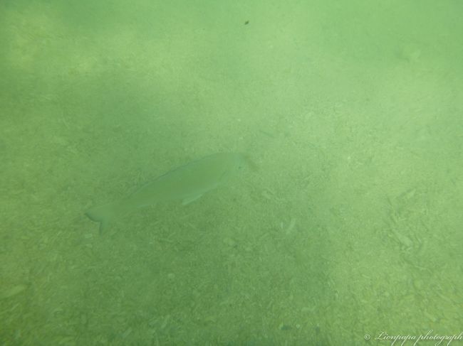 ホテルのビーチ<br />魚たち１