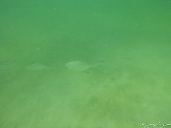 ホテルのビーチ<br />魚たち２