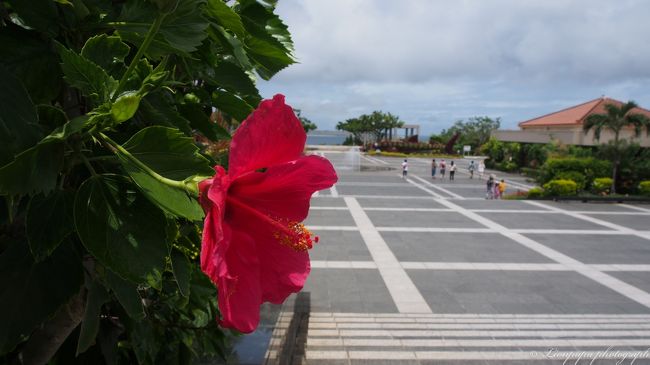 きれいなハイビスカス