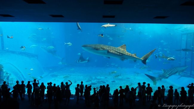 美ら海水族館　のジンベイザメ。<br />とっても迫力あります。