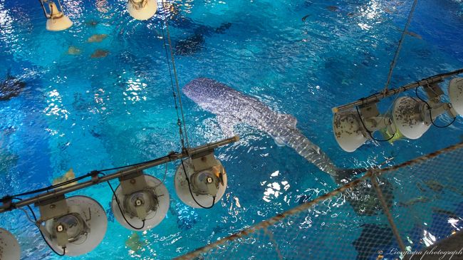 黒潮探検に参加しました。<br />水槽の裏側を見る事ができます。