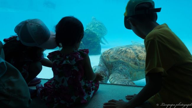 ３人で亀の観察<br />いっぱい遊びました。<br />レンターで那覇市へ移動