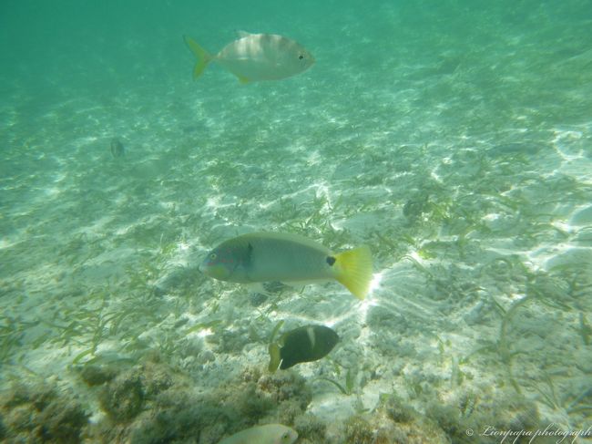 お魚たち<br />水がきれい