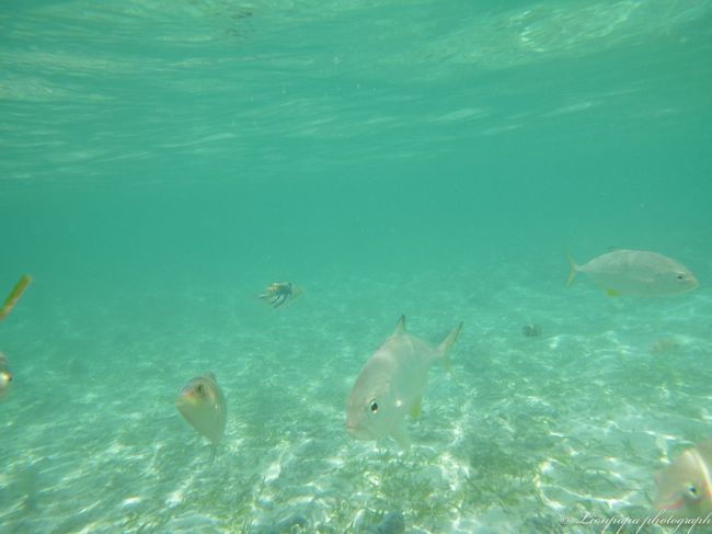 お魚たち<br />いっぱいです