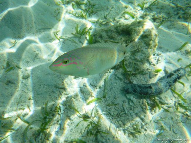 お魚たち<br />手づかみできそう