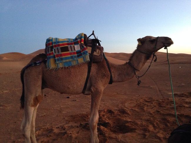 私を乗せてくれたラクダさん。お世話になりました。