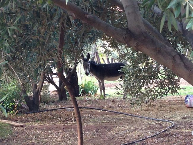 ダデス谷のノマド村で出会ったロバ。ホテルの人に周りの村を案内してもらいました。