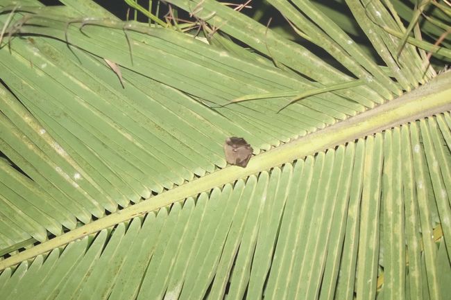 ふと、見上げるとコウモリちゃんが。<br />ＤＪの音楽がガンガンにかかって、物凄い人がたくさんいて、<br />その真下で人生最大のショックを受けてる人もいるのに、<br />すやすや寝てるようでした。