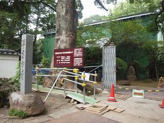 とりあえず、近くにある早雲寺へ立ち寄るのだが、
本堂はあいにくの修復工事中。
お坊主さんも見かけない。

北條五代が眠るお寺とは聞いていたが、
まさかお坊主さんまで就寝中とは思わなかった。