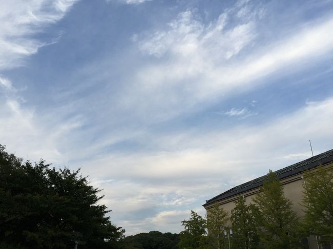 秋空が綺麗です。