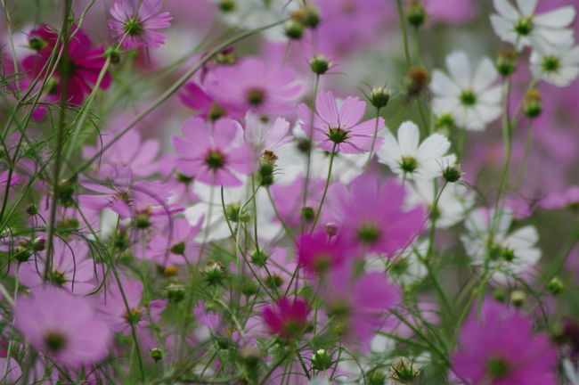 私の都合で午前中あまり時間がないので、９時３０分の開園と同時に昭和記念公園に入りました。原っぱのコスモス達を横目で見ながら、まずは花の丘へ