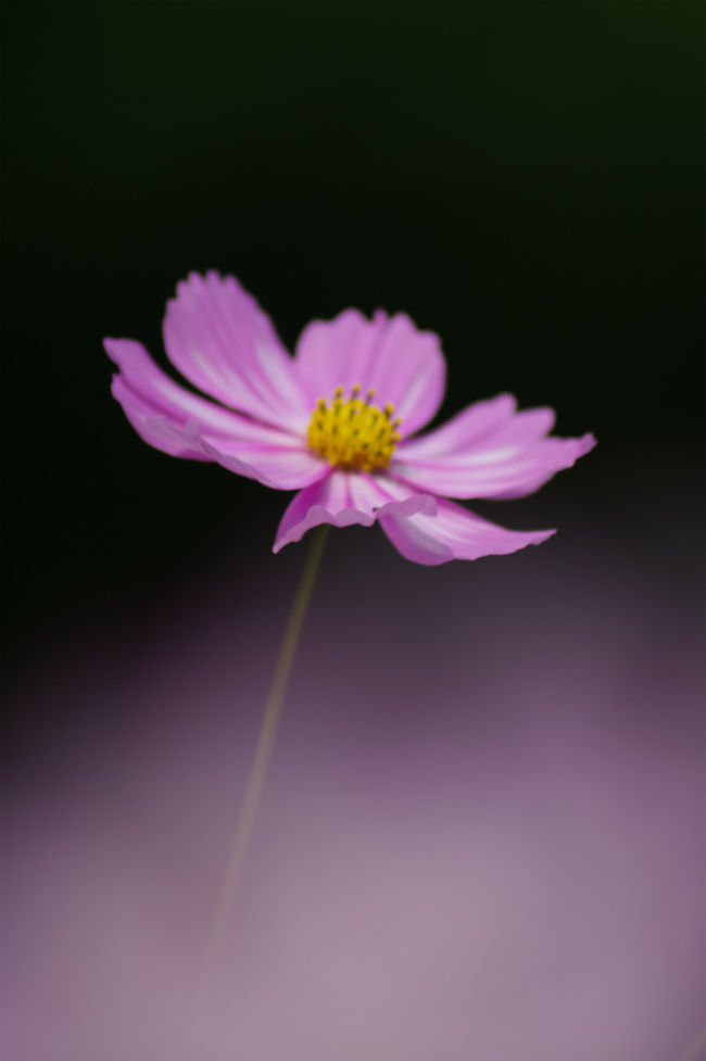 ちょいと和風に・・ぼんやりと