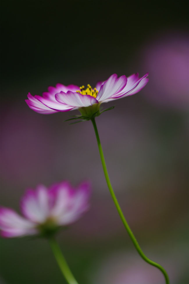 時間となりコミュの皆さんに挨拶をしてコスモスの丘から原っぱ方面に向かいます。あと写真とれるのは３０分位