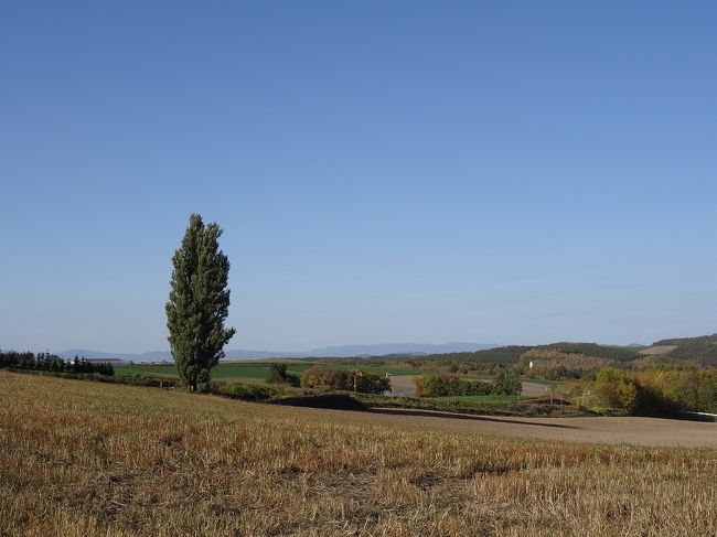 ぜーぜー言いながら、ケンとメリーの木に到着。<br />これぞ美瑛の景色をやっとこさ撮影。