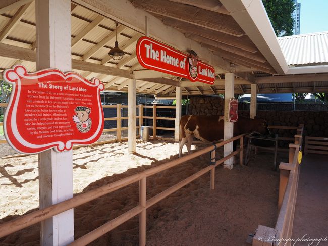 牛。<br />特にアメリカンサイズと言う訳でもない。