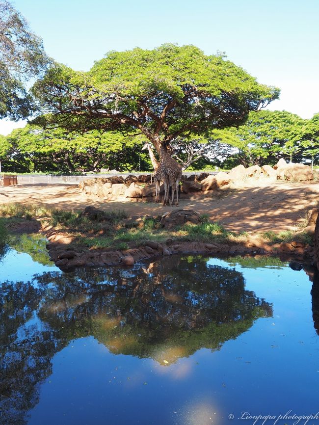 キリン<br />特にアメリカンサイズと言う訳でもない。