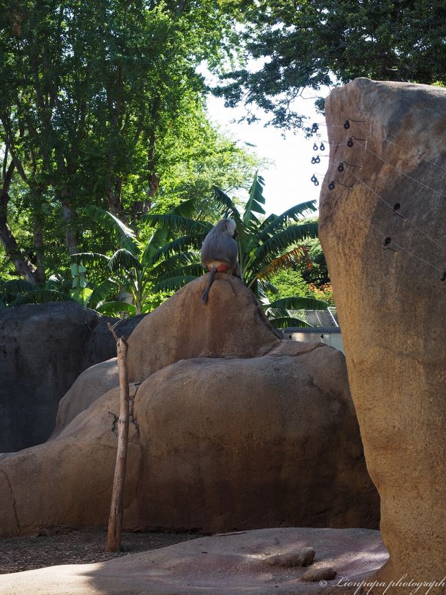 動物園は人はまばら。<br />ホノルルに来て動物園にくる方は少ないか。<br />やっぱりハワイはマリンスポーツがお薦めかな。