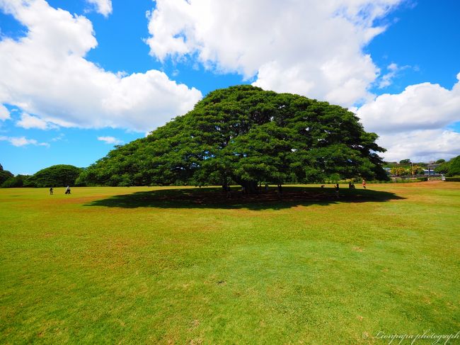 有名なこの木なんの木です。<br />モアナルア ガーデンズ パーク Moanalua Gardens Park<br />にあります。<br />木の正式名称はモンキーポッドだそうです。<br />