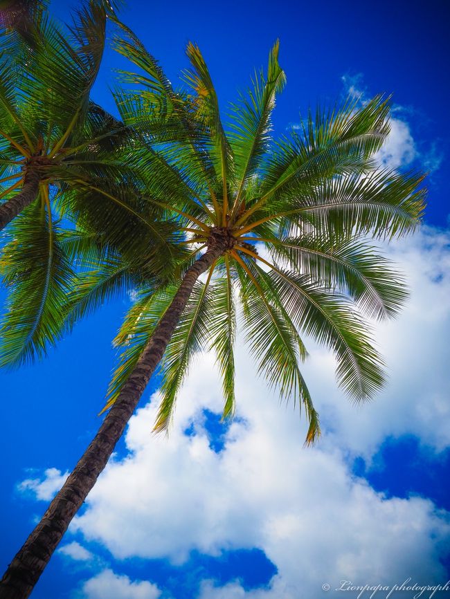 ハワイっぽい<br />ってハワイです。