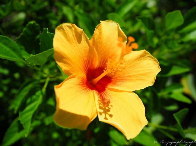 黄色のハイビスカス