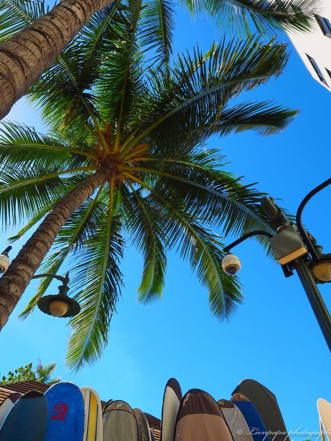 ワイキキビーチ周辺