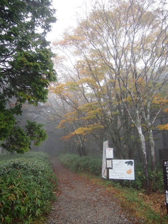 霧の大台ケ原』大台ヶ原・上北山(奈良県)の旅行記・ブログ by とらさん