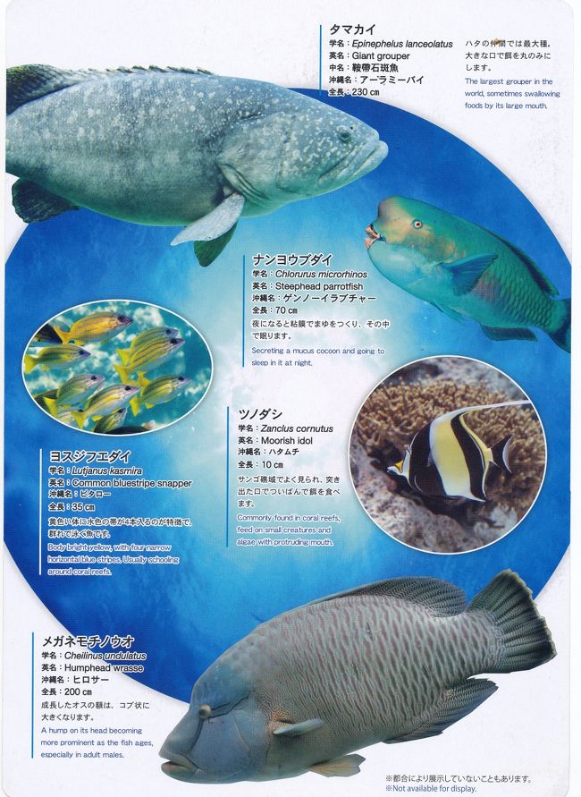 14 7沖縄職員旅行3 沖縄美ら海水族館 美ら海 本部 今帰仁 沖縄県 の旅行記 ブログ By Suomitaさん フォートラベル