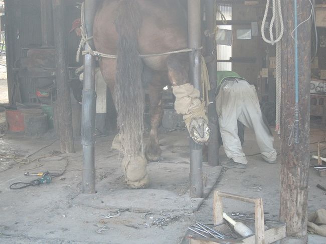 ④「装蹄所」で蹄鉄の付け替え作業をみることができました。