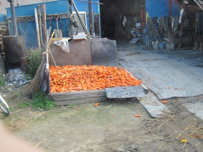 ②すごい量のニンジンが置いてありました。やっぱりニンジンがすきなのね～。