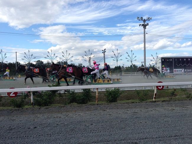 すなぼこりが激しさを物語っています。<br />私たち夫婦も馬たちと一緒のスピードでエキサイティングゾーンを並走！自分たちが賭けた馬を必死で応援しました。<br />