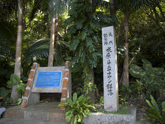 次に米原のヤエヤマヤシ群落。カーナビが付いてて本当便利。