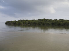 次の日の朝、民宿を後にして、車でちょっと行くと、吹通川のヒルギ群落がありました。ただのジャングルにしか見えないけど。