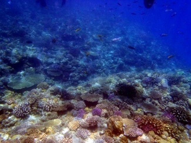 アクティブ珊瑚と無数の魚