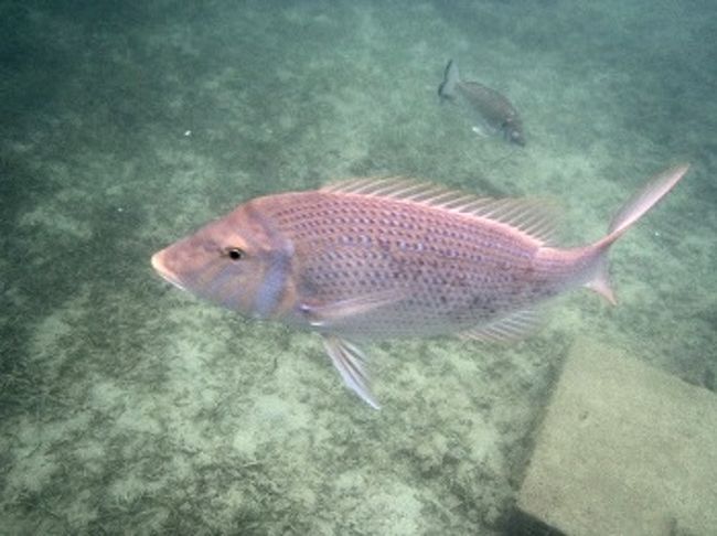 ホテルのプライベートビーチで出会えるお魚たちを解説。<br />ハマフエフキの親分！